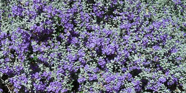 Chihuahuan Sage flowers