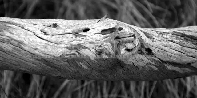 Abstract texture of a piece of driftwood