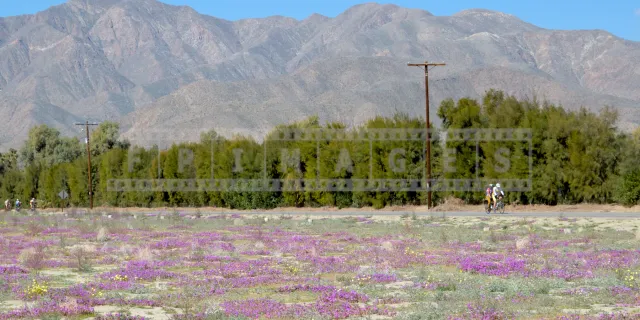 group of people on bicycles riding flat roads amid lush bloom of spring wildflowers