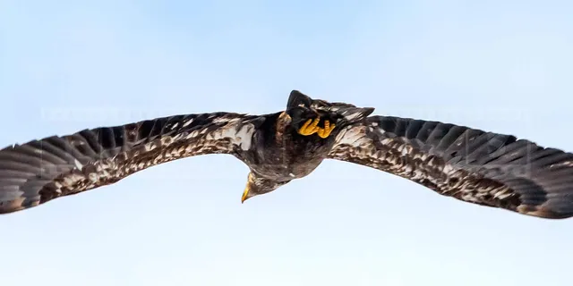 large wingspan of a bald eagle in flight