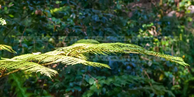 delicate ferns at Descanso gardens
