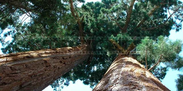 tall sequoias reaching for the skies