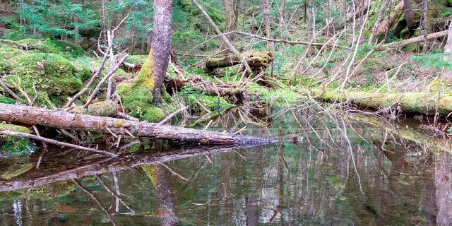 nova scotia brook forest in the spring