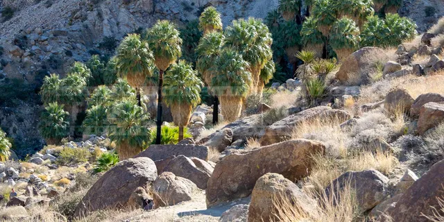 Green palm trees at 49 palms oasis in california