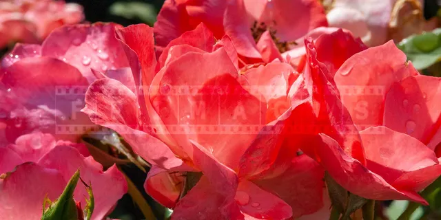 Close up image of pink floribunda roses bunch with water droplets