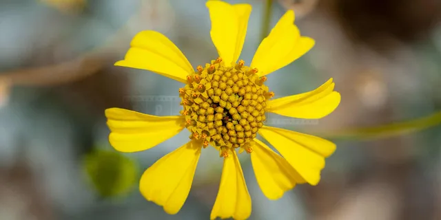 Macro Image of Brittlebush Flower Encelia Farinosa