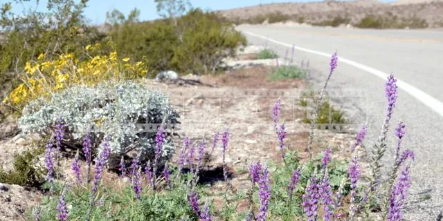 Colorful wildflowers by the road in Anza-Borrego State Park, California