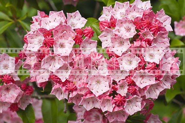 Olympic Fire, Kalmia latifolia - mountain laurel flowering