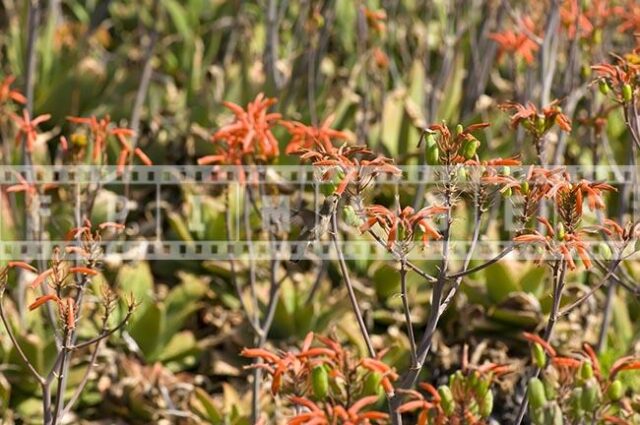Small bird flying and eating nectar of aloe flowers