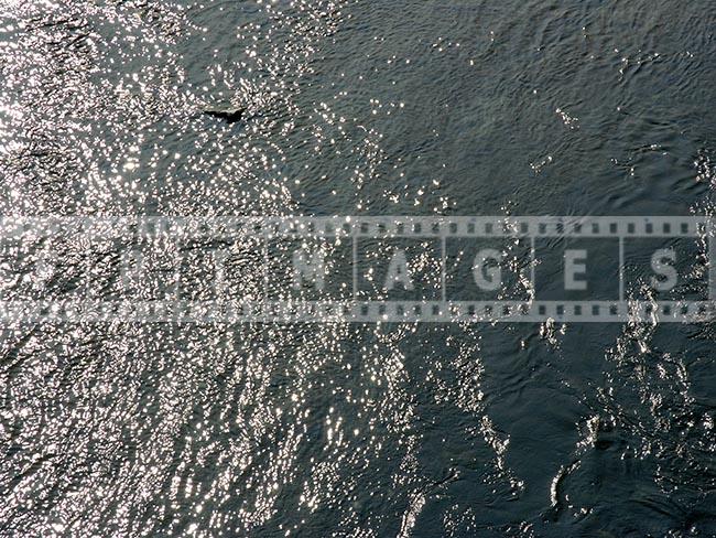 River Flow Reflecting Light