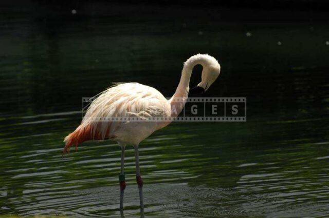 The Bright Pink Feathers of the Flamingo against the Green Lake Waters
