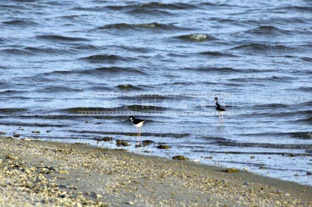 Birds near the Edge of the Shore
