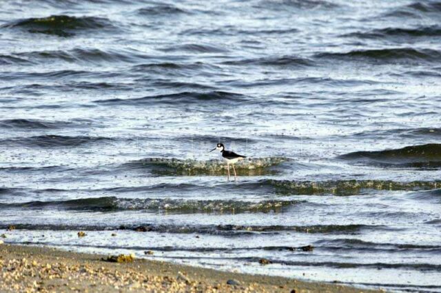 A Bird Enjoying the Gentle Waves near the Surface