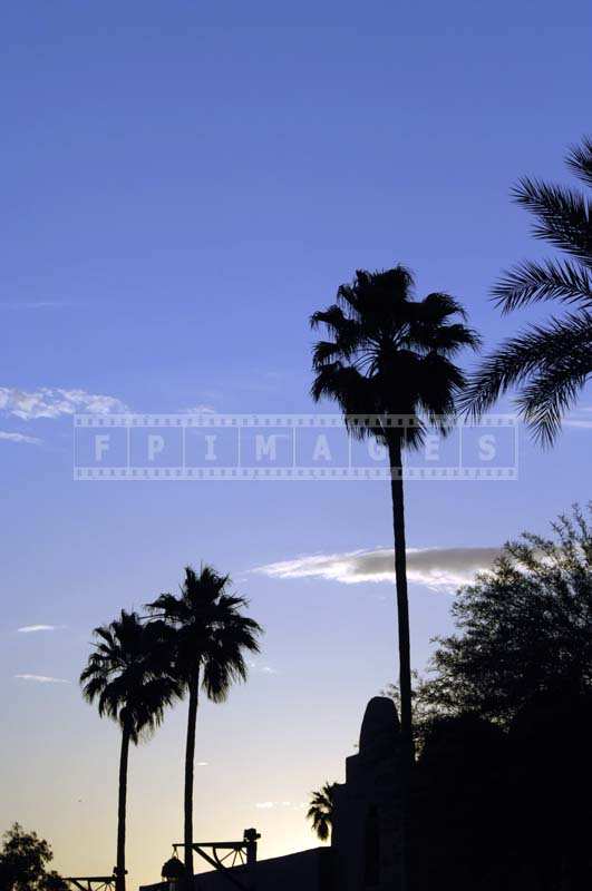Palm Trees at Arizona Sunset