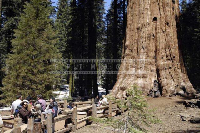 People Relaxing and taking pictures near the General Sherman, enormous tree trunk