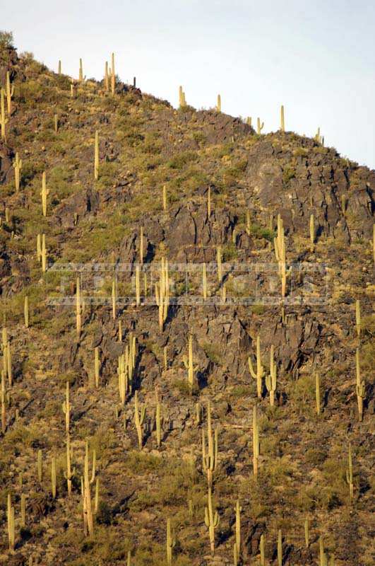 Mountainous Terrain Flourishing with Wild Cacti