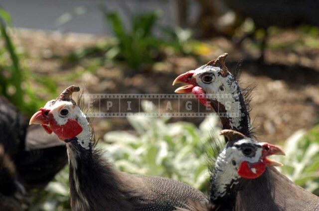 three Guinea Fowl birds