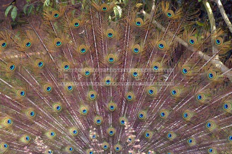 Picture of Stunning Peacock Feathers