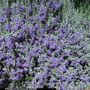 Chihuahuan Sage flowers