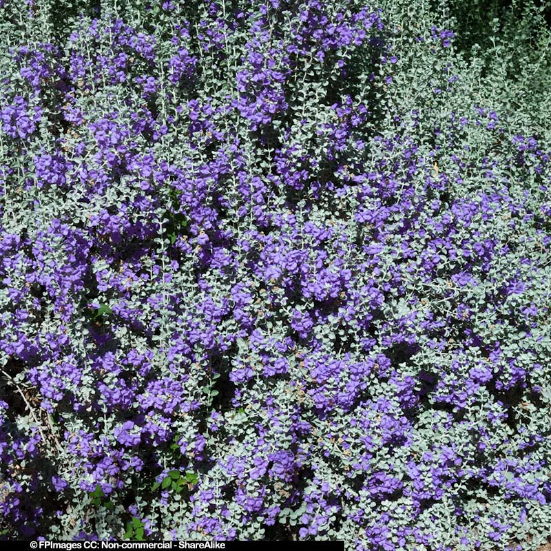 Chihuahuan Sage flowers