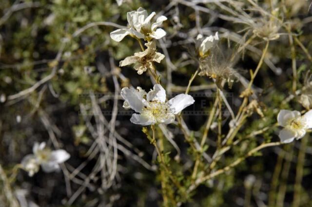 Flowers on Desert Cassia