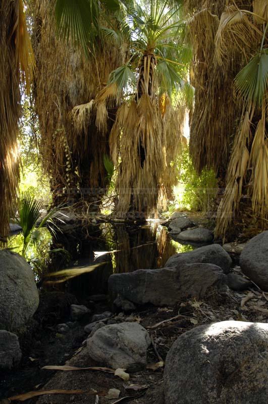 Fan Palm with Dried Leafs