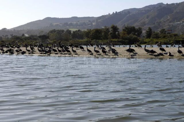 Colony of California Brown Pelicans at Malibu Lagoon, bird picture