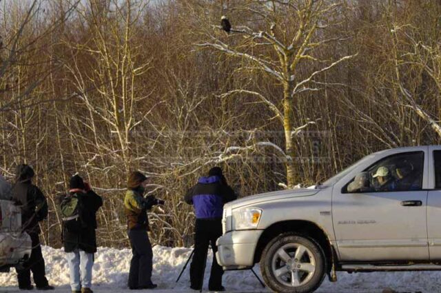 Bird watchers and a bald eagle
