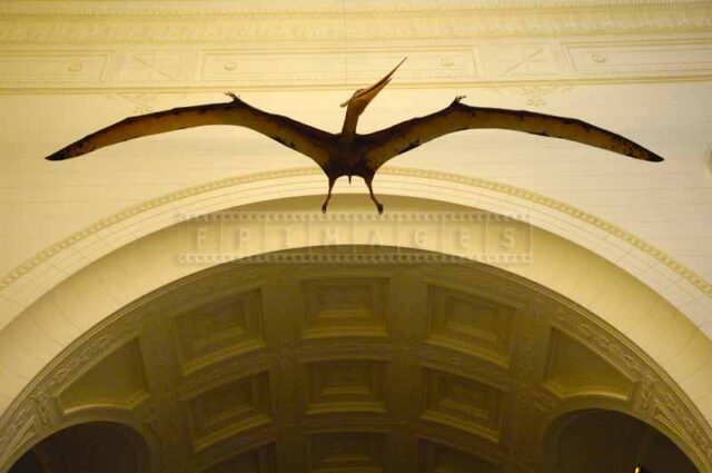 Flying dinosaur - pterodactyl, pictures of animals at Field Museum