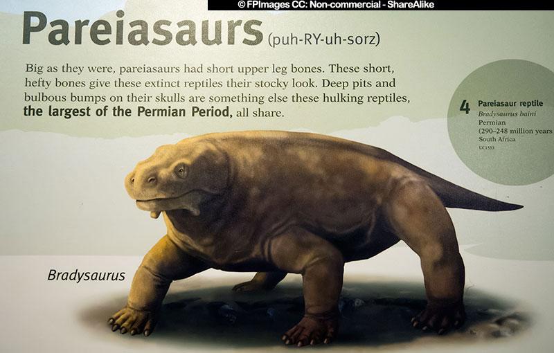Bradysaurus - stocky reptile dinosaur, free image