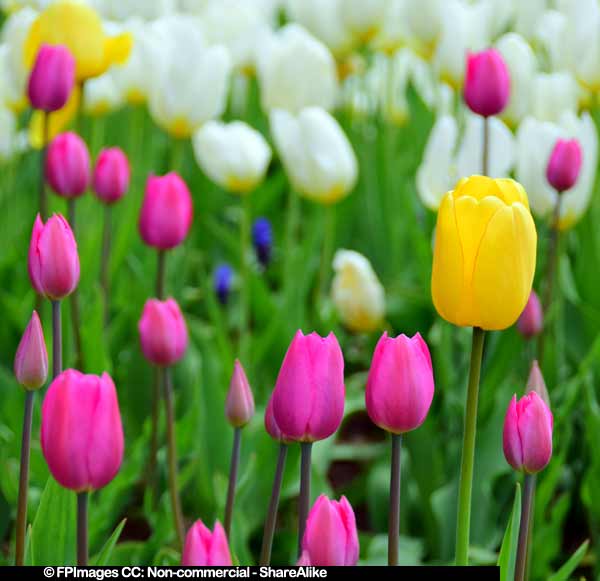 Spring tulips nature pictures