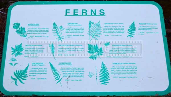 Ferns of Nova Scotia forest - hiking trail picture