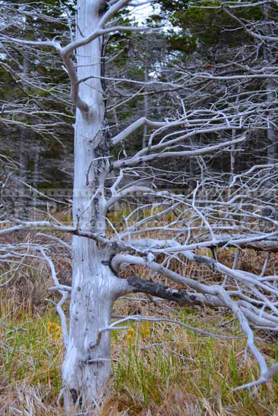 Dead tree in the forest, nature photos and hiking trail picture