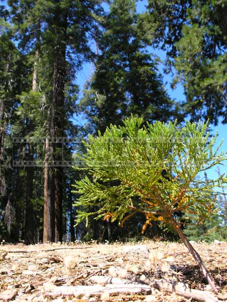  small sequoia seedling trying to grow in a mature forest