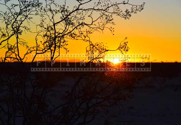 Delicate patterns of desert plants branches at sunrise, nature pictures