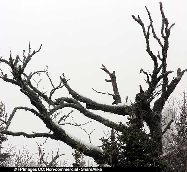 Tree branches in the winter