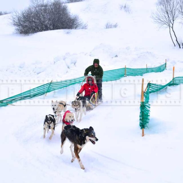 Dog sled ride - winter fun family activities, Quebec, Canada