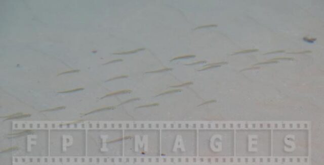 School of fish in shallow water