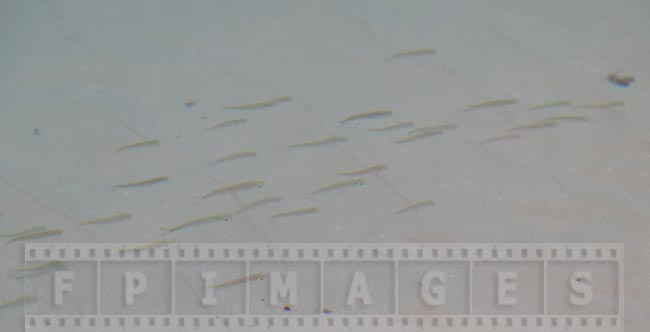 School of fish in shallow water