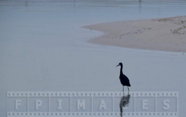 Reef heron near the shore