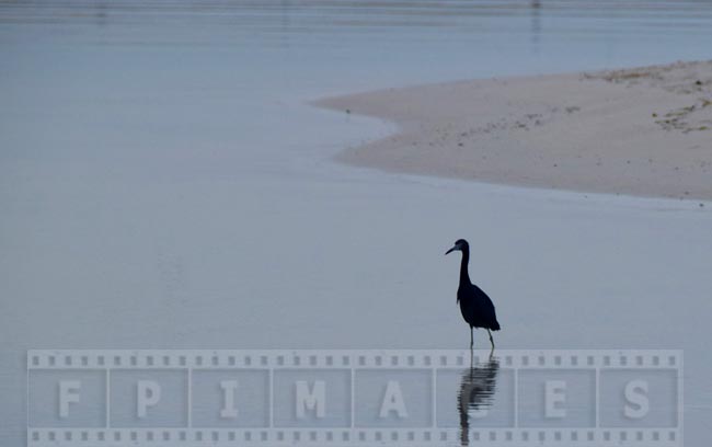 Reef heron near the shore