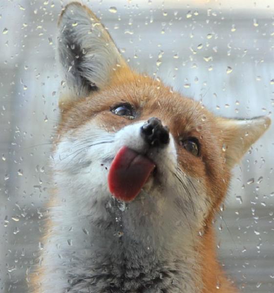 pictures of animals, pink tongue