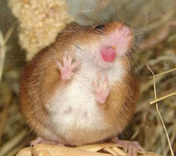 pictures of animals, pink tongue