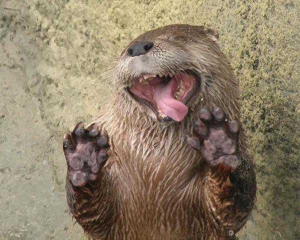 pictures of animals, pink tongue