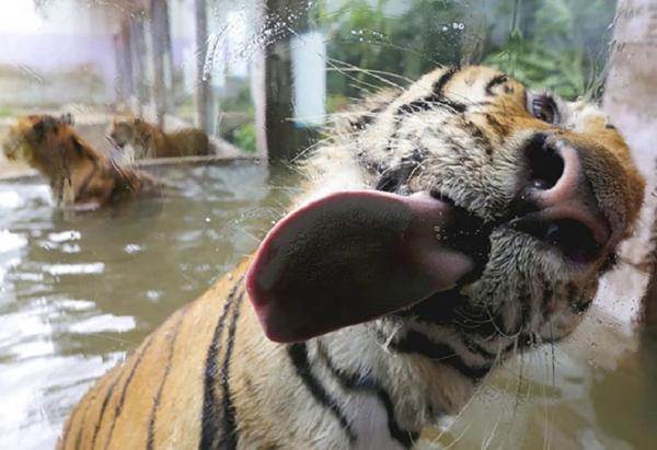 pictures of animals, pink tongue
