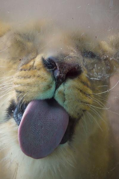 pictures of animals, pink tongue