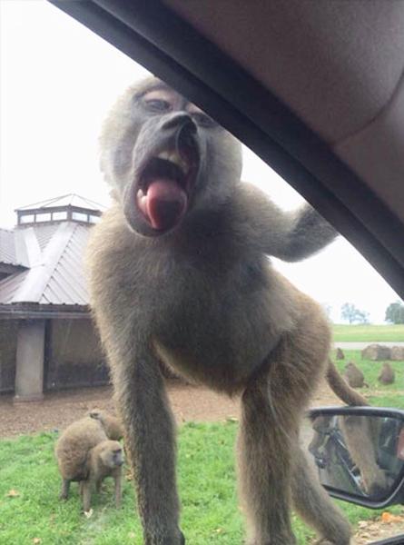 pictures of animals, pink tongue