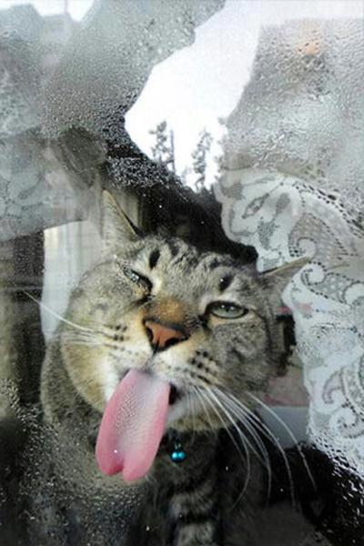 pictures of animals, pink tongue