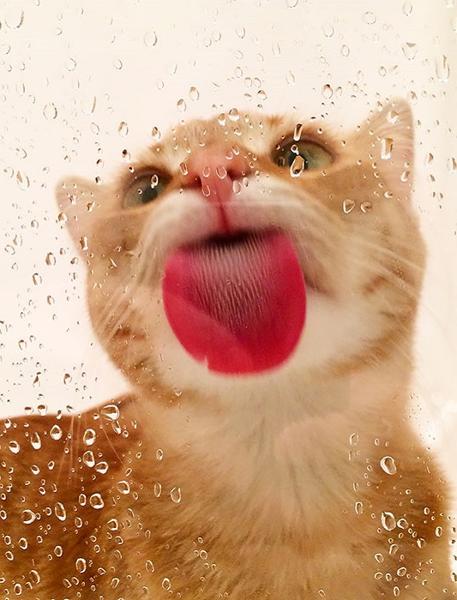 pictures of animals, pink tongue