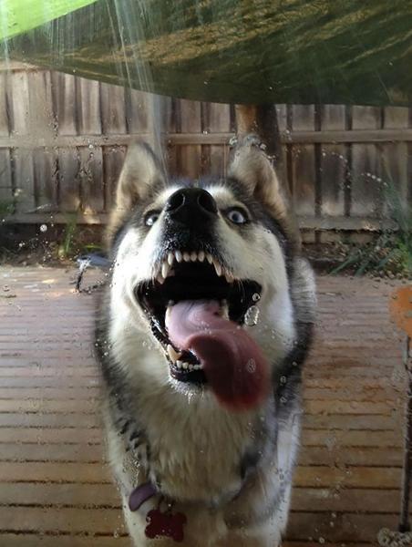pictures of animals, pink tongue